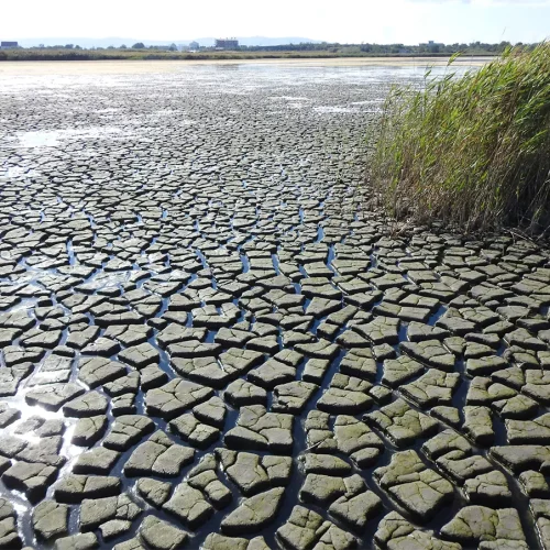 Wasserstand am Neusiedler See dramatisch tief – Yachtclubpräsident spricht Klartext