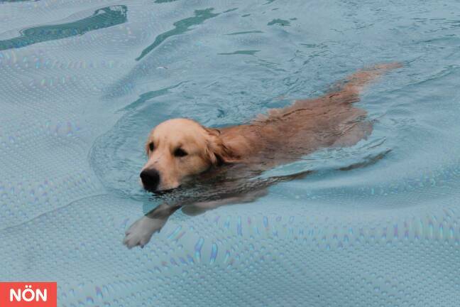 erste Hundebadetag