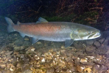 Huchen ist Fisch des Jahres 2023 in Österreich