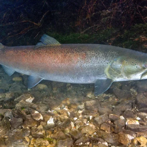 Huchen ist Fisch des Jahres 2023 in Österreich