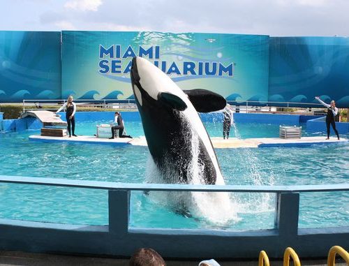 52 Jahre in Gefangenschafft – Orca Lolita soll wieder ins Meer freigelassen werden