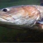 Huchen: Österreichs Fisch des Jahres 2023 steht kurz vor dem Aussterben