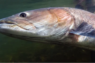 Huchen: Österreichs Fisch des Jahres 2023 steht kurz vor dem Aussterben